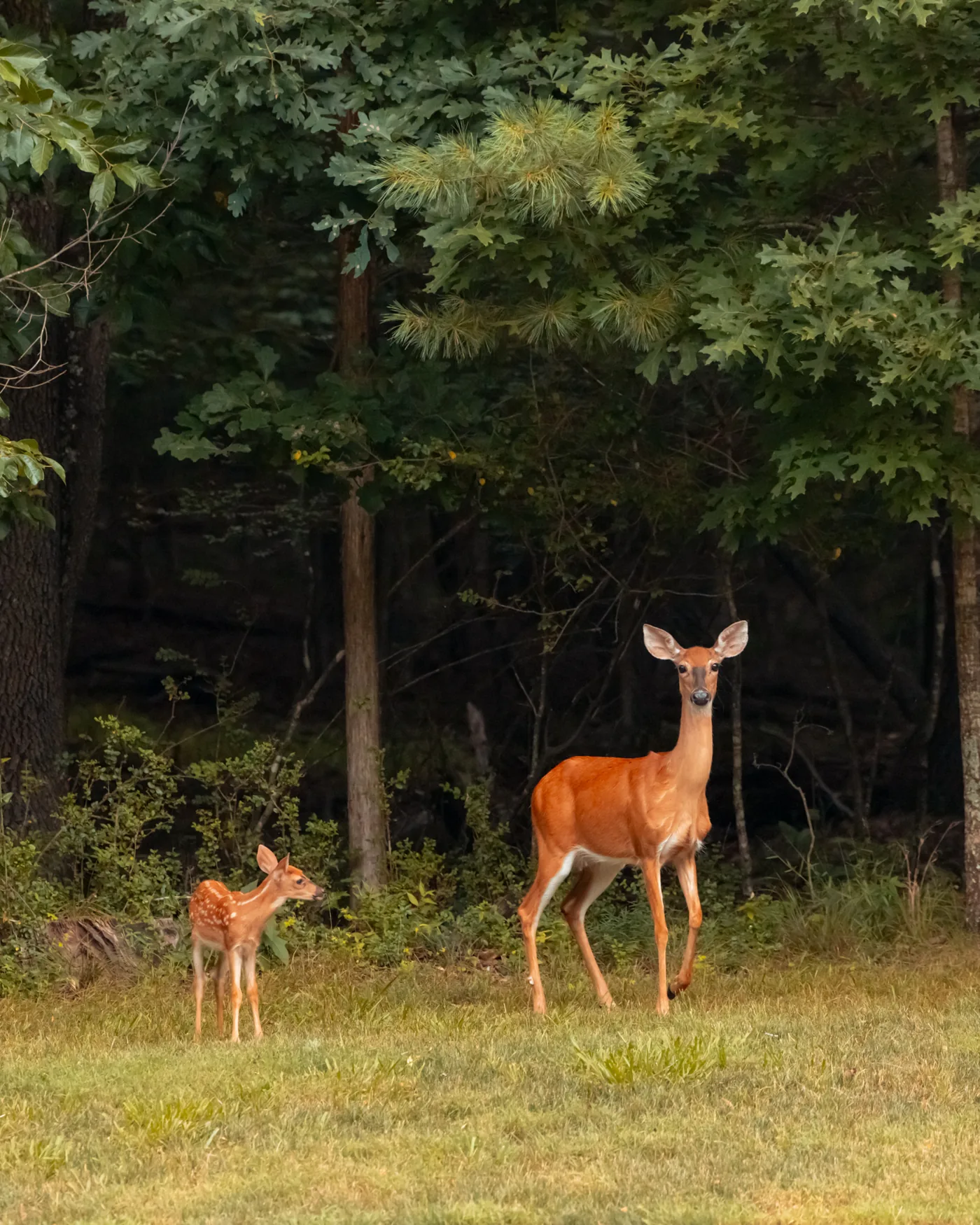 Wildlife at Tennessee National
